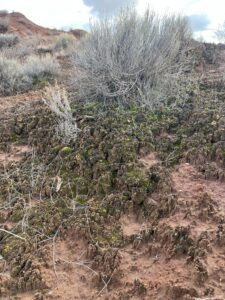 Cryptobionic Soil